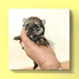 Spitz pomerania