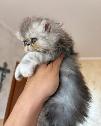 Dolcissimi gattini di razza Persiano