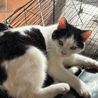 Gattina bianca e nera 8 mesi