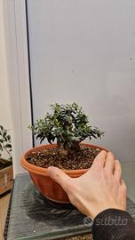 olivastro bonsai