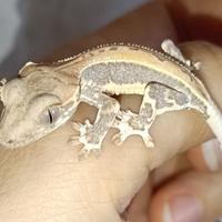 Baby geco Ciliatus Lilly White, teca, insetti