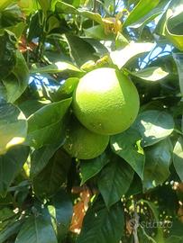 giardino giovane e molto produttivo astenersi sogn