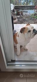 Bulldog inglese maschio - monta - altissima geneal