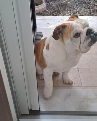 Bulldog inglese maschio - monta - altissima geneal