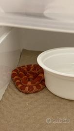 Serpenti del grano baby super cornduran