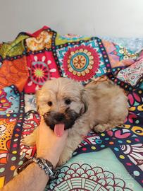 Maltipoo ultimi maschi coreani