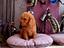Immagine 24