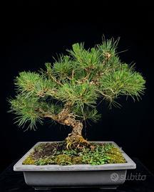 Bonsai Pino Thunbergii
