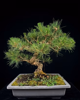 Bonsai Pino Thunbergii