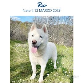 Siberian Husky quasi adultidisponibili