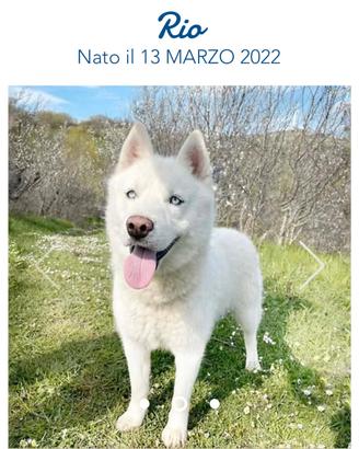 Siberian Husky quasi adultidisponibili