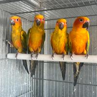 Conuri del sole pappagallo