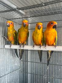 Conuri del sole pappagallo