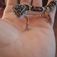 Geco leopardino mack snow carbon cross