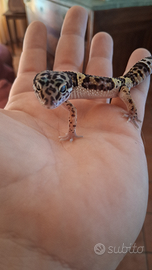 Geco leopardino mack snow carbon cross