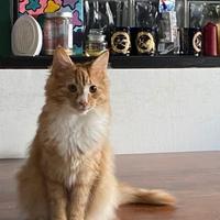 Gatto norvegese delle foreste