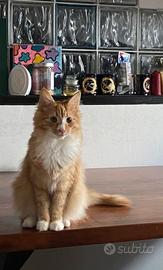 Gatto norvegese delle foreste