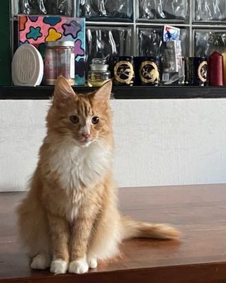 Gatto norvegese delle foreste