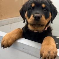 Cucciola di Rottweiler con pedigree