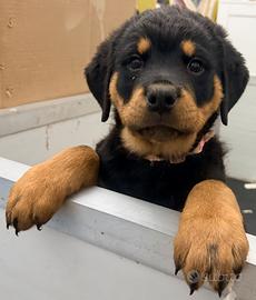 Cucciola di Rottweiler con pedigree