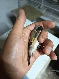 Cardellino