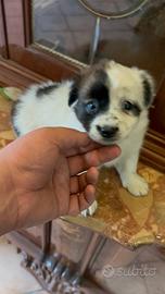 Teneri cuccioli di maltipoo toy da borsetta