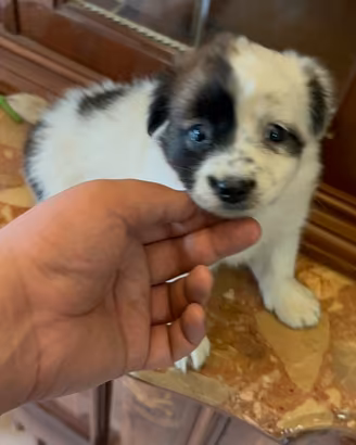 Teneri cuccioli di maltipoo toy da borsetta