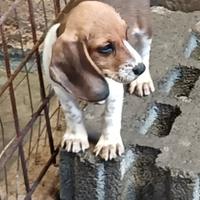 Cani da caccia al coniglio