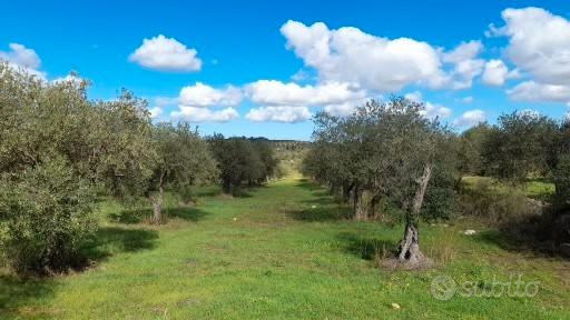 2 Oliveti Grandi