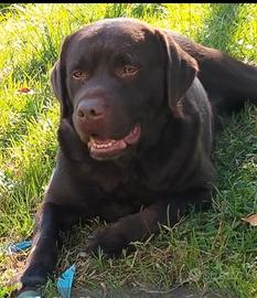 LABRADOR MASCHIO 5 ANNI
