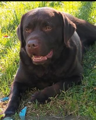 LABRADOR MASCHIO 5 ANNI