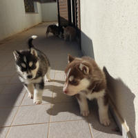 Siberian Husky 3 cuccioli Femmina