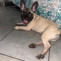 Bulldog francese originale