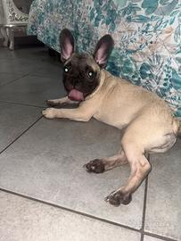 Bulldog francese originale