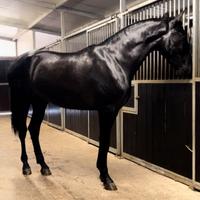 Cavallo Andaluso