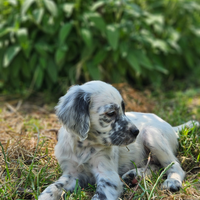 Cuccioli di Setter Inglese