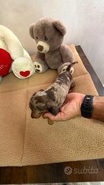 Bassotto tedesco nano kaninchen a pelo corto