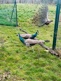 Pavone maschio di un anno