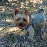 Accoppiamento con Yorkshire maschio