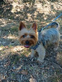 Accoppiamento con Yorkshire maschio