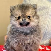 Cuccioli di Spitz nano di Pomerania con pedigree