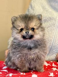 Cuccioli di Spitz nano di Pomerania con pedigree