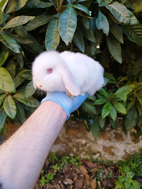 Coniglio nano ariete mini lop