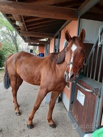 Quarter Horse