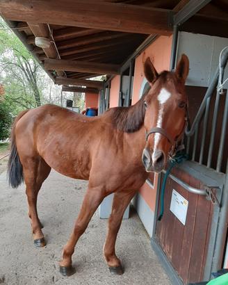 Quarter Horse