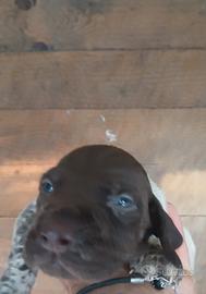 Cuccioli bracco tedesco