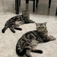 British Shorthair con pedigree