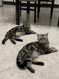 British Shorthair con pedigree