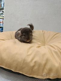 Cuccioli.di cincillà beby