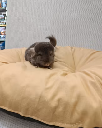 Cuccioli.di cincillà beby